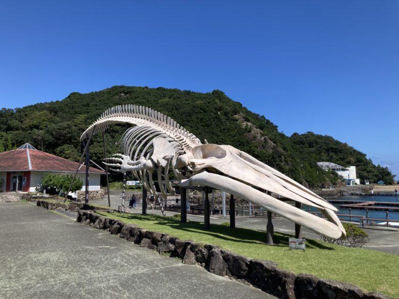 くじらの博物館　シロナガスクジラ標本
