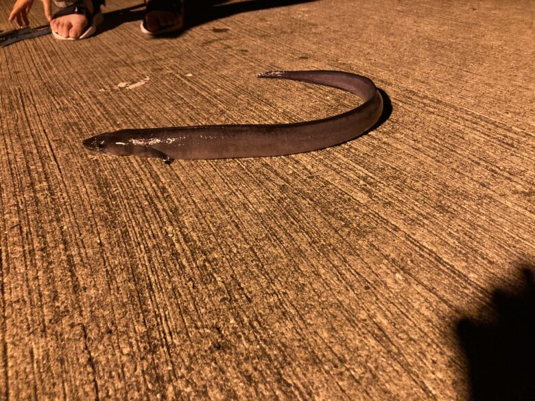 穴子釣りの外道ホタテウミヘビ。アナゴによく似ています。