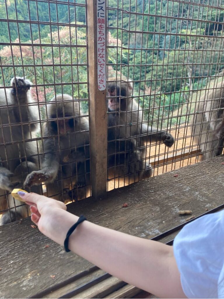 嵐山モンキーパークでお猿さんに餌やり