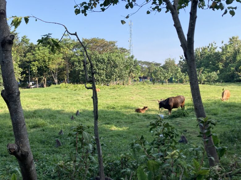 バリ島ウブドモンキーフォレストの入り口付近にいる牛