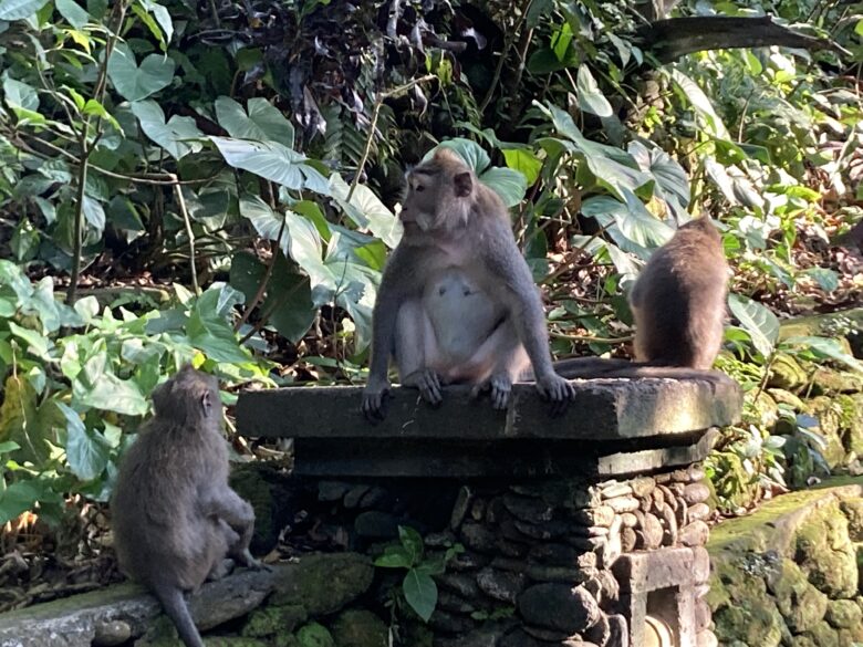 バリ島ウブドモンキーフォレストの内の野性のお猿さん