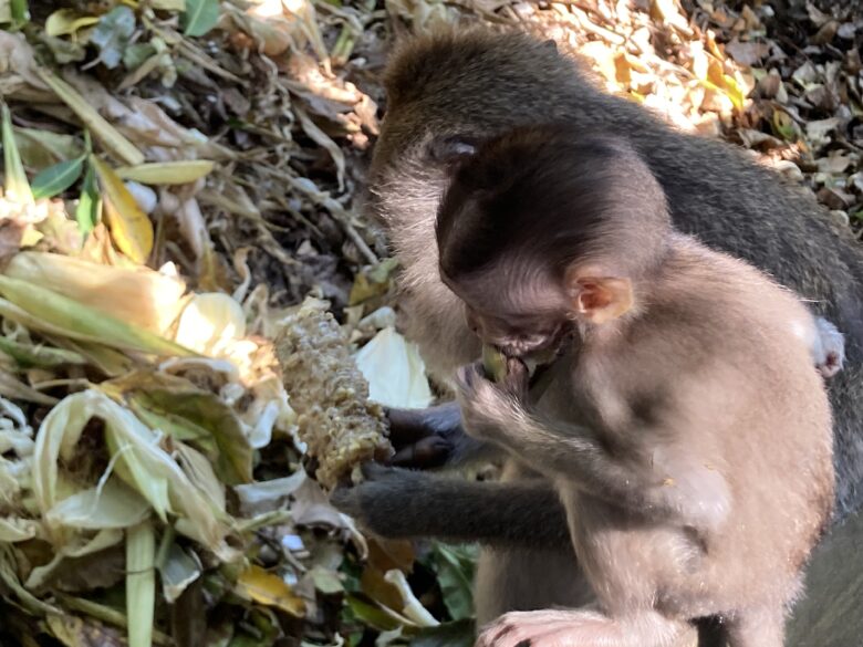 バリ島ウブドモンキーフォレストの内の野性のお猿の親子