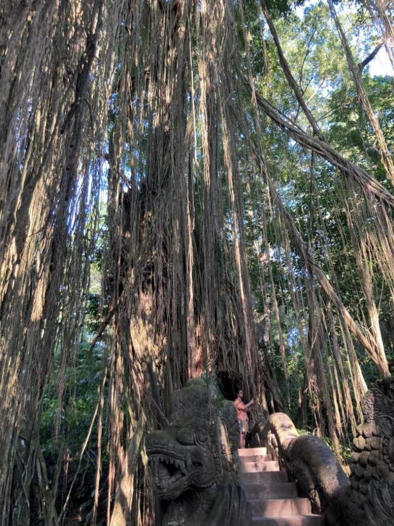 バリ島ウブドモンキーフォレストの内の大きな蔓を巻いたガジュマルの木
