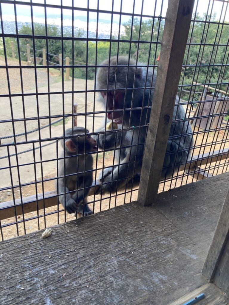 嵐山モンキーパークの親子のお猿さん