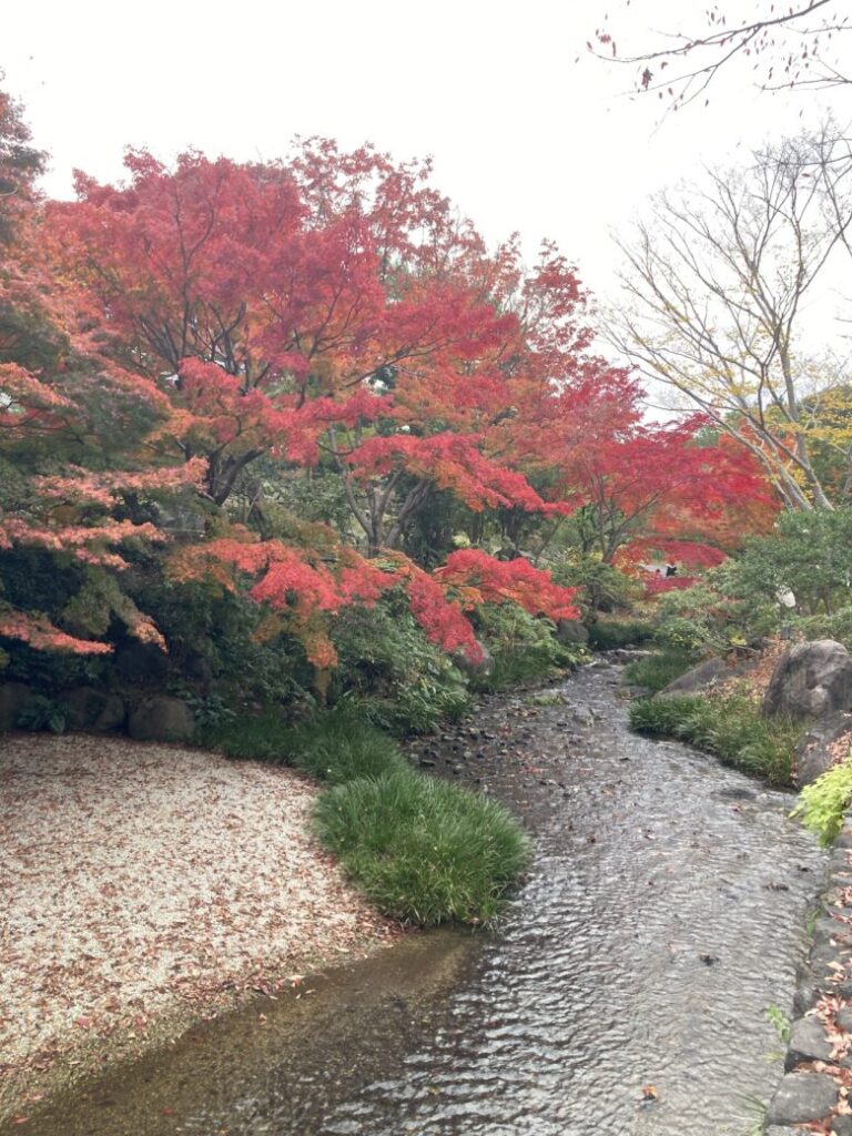 大阪万博記念公園の紅葉