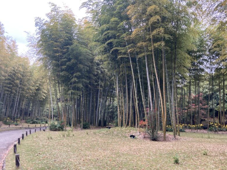大阪万博記念公園の竹林