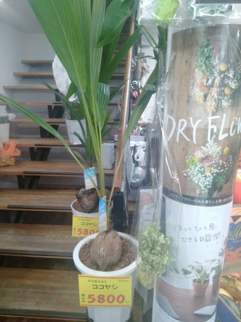 三和本通商店街の花ichiba。観葉植物ココヤシ。