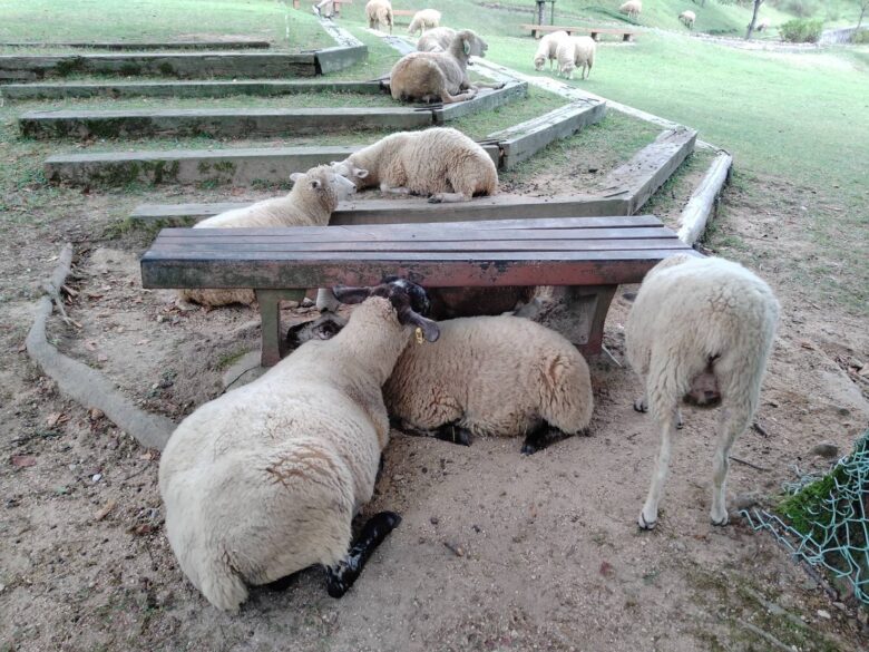 兵庫県神戸市動物触れ合い。六甲山牧場で羊がベンチの周りに集結
