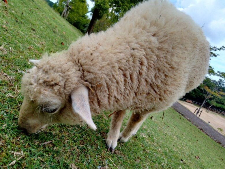 兵庫県六甲牧場で、もふもふの羊と触れ合い