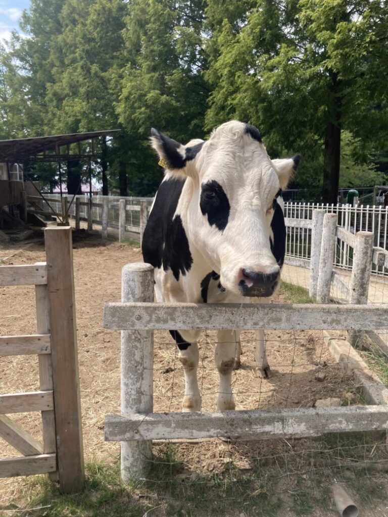 兵庫県神戸市六甲山牧場で乳牛の子牛へミルクあげ体験