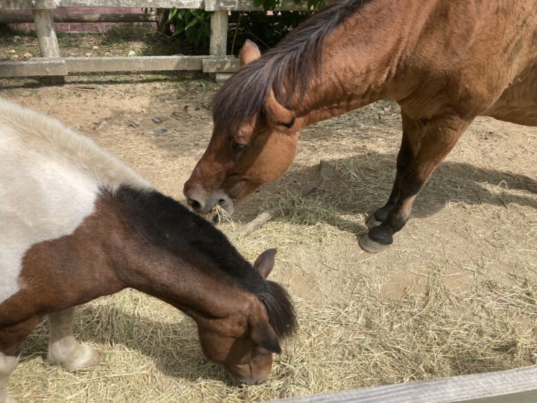 兵庫県神戸市六甲山牧場で馬と触れ合い。乗馬体験もできます。