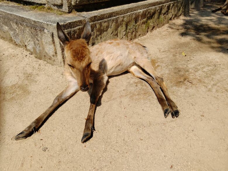 広島県宮島の鹿