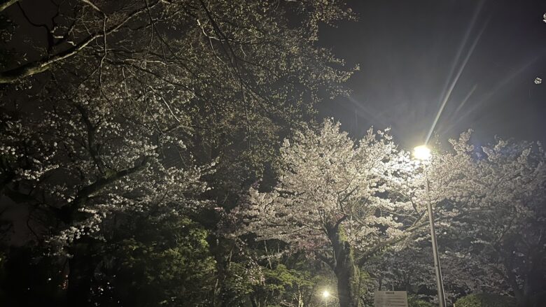 大阪府池田市五月山公園の夜桜