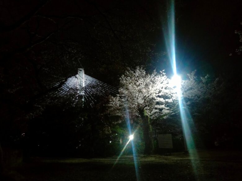 池田市五月山公園の夜桜