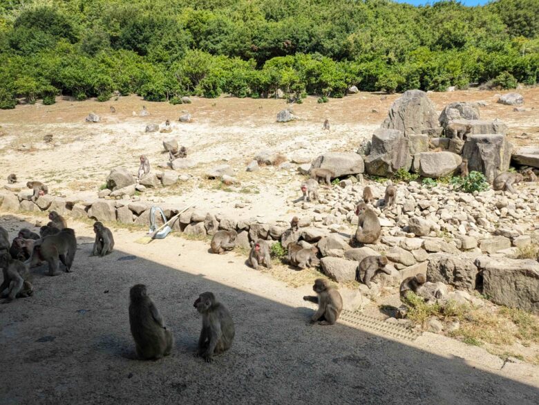 小豆島旅行 銚子渓おさるの国のお猿たち
