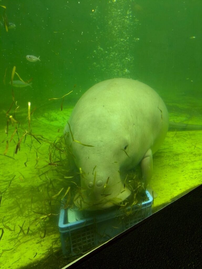 ジュゴン 食事 鳥羽水族館