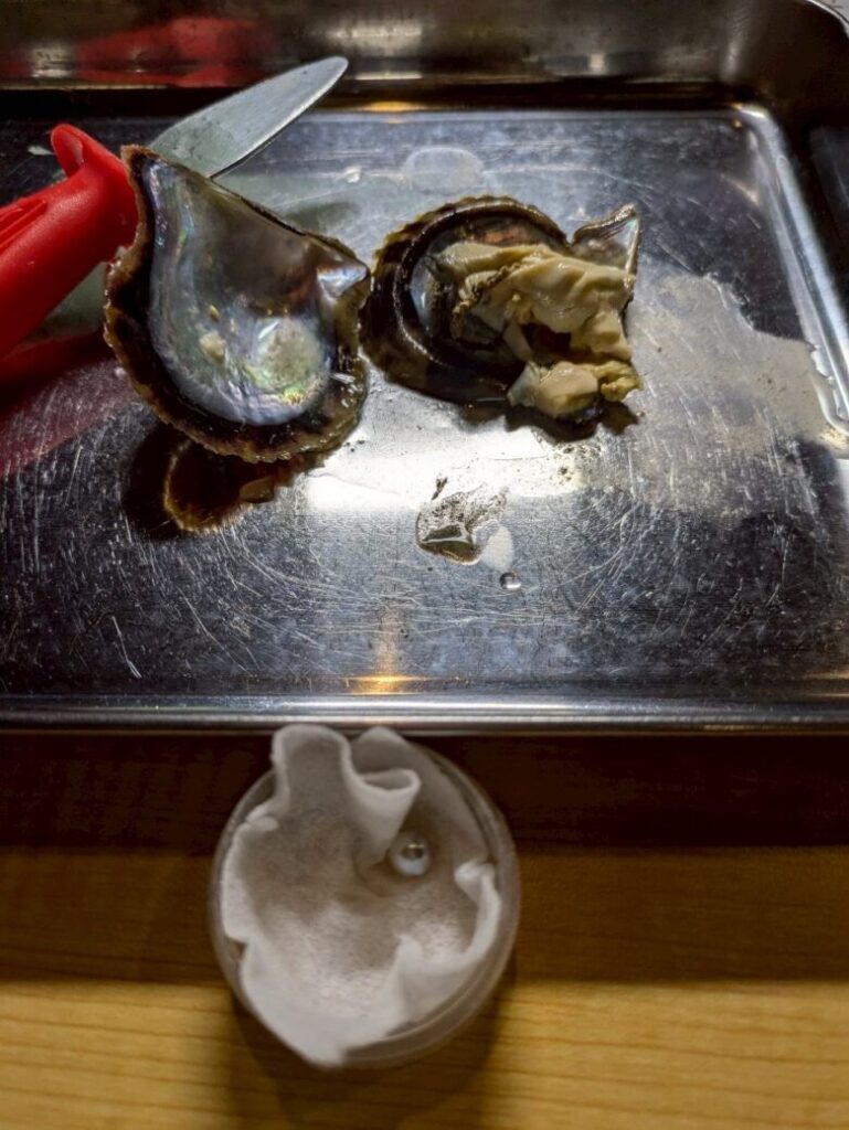 三重県真珠で真珠アクセサリー体験 アコヤ貝から真珠取り出し