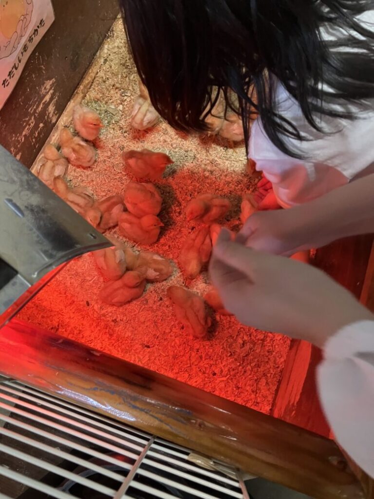 ワールド牧場 ひよこ 小動物 触れ合い