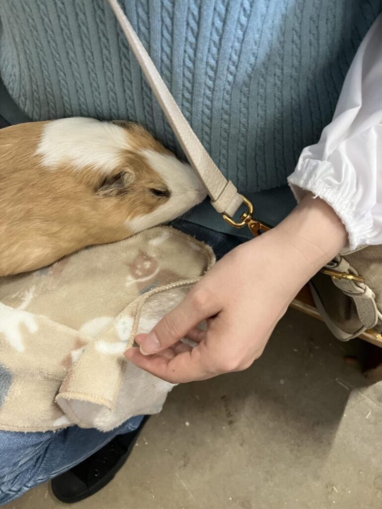ワールド牧場 モルモット 小動物 触れ合い