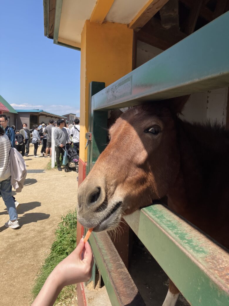 ワールド牧場、餌やり、馬