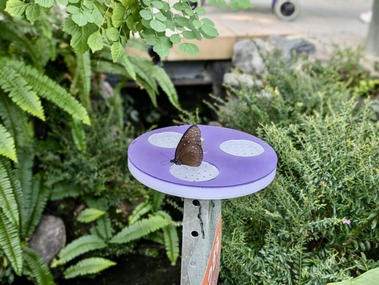 伊丹市昆虫館 チョウ温室 蜜を吸う蝶々