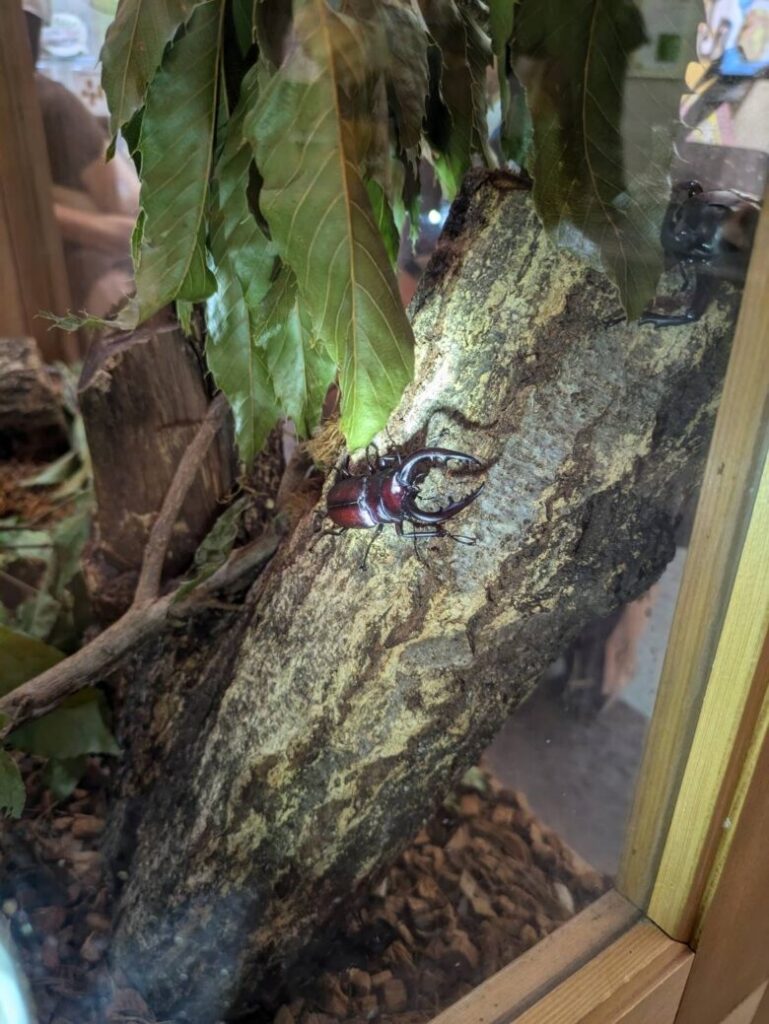 伊丹市昆虫館 いたこんカーニバル クワガタ