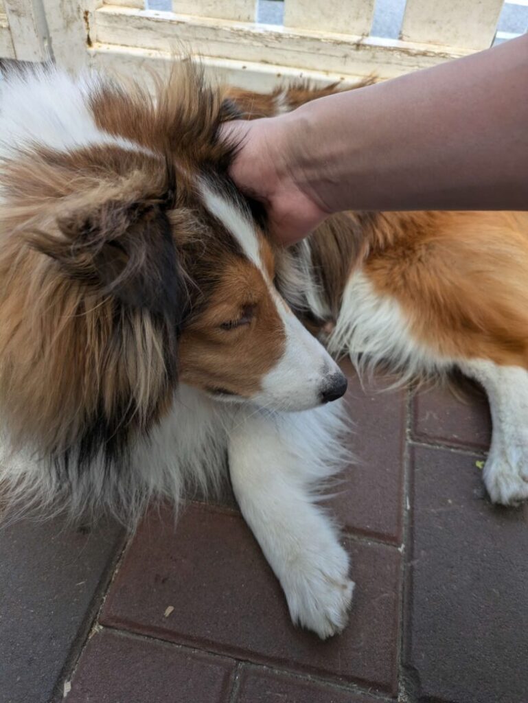 ワールド牧場 犬 触れ合い