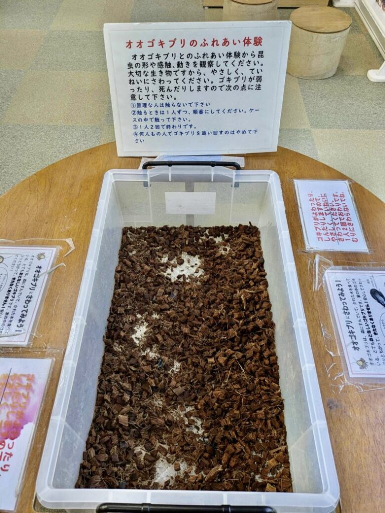伊丹市昆虫館 学習室 オオゴキブリ触れ合い体験
