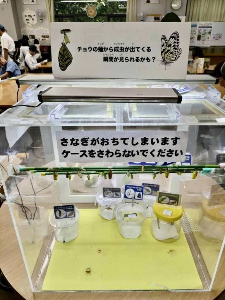 伊丹市昆虫館 学習室 チョウの蛹