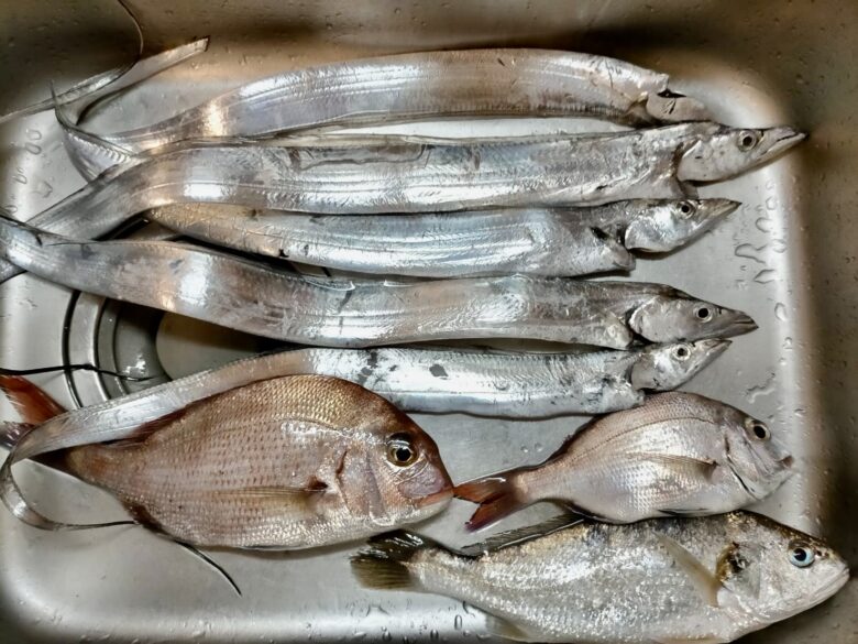 太刀魚　釣果　