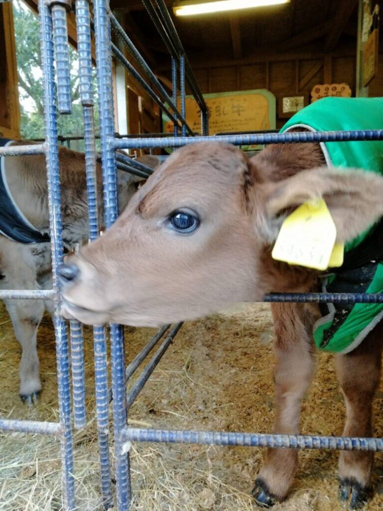 三重県伊賀観光 モクモク手づくりファーム ジャージー牛