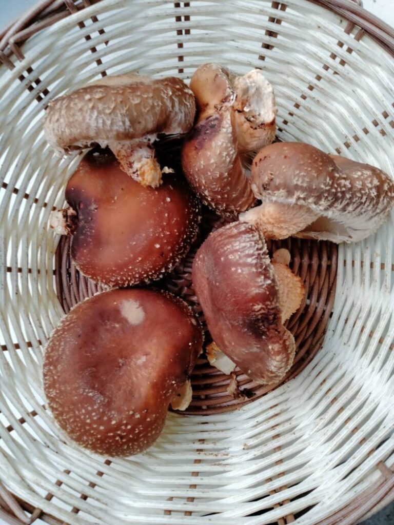 三重県伊賀観光 モクモク手づくりファーム 椎茸狩り 原木椎茸